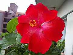 b0101263_17171946.jpg
