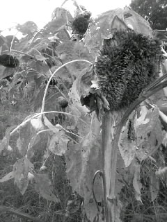 f0100480_2056816.jpg