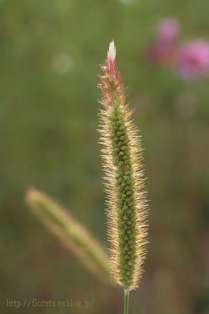 f0083400_19593511.jpg