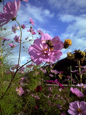 f0135908_70159.jpg