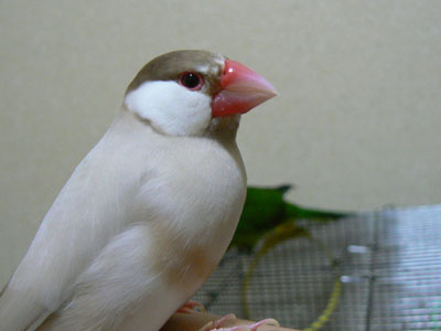 e0148120_5222282.jpg