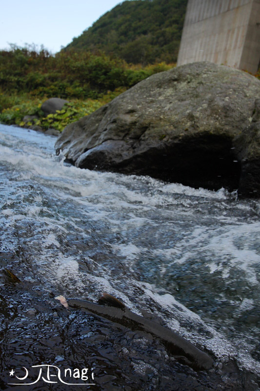 c0140721_21124695.jpg