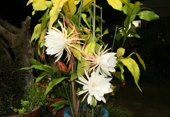 f0042737_1111352.jpg
