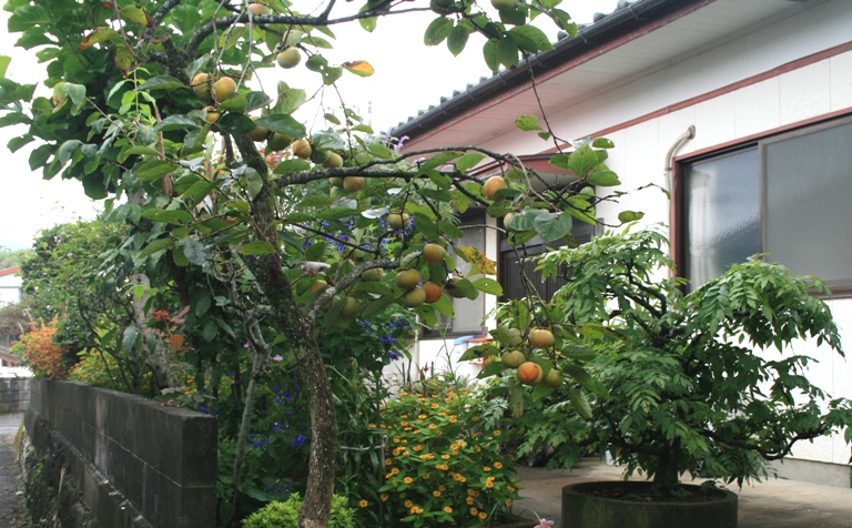 f0042737_11332742.jpg