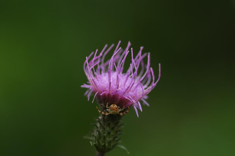 e0095142_21181854.jpg