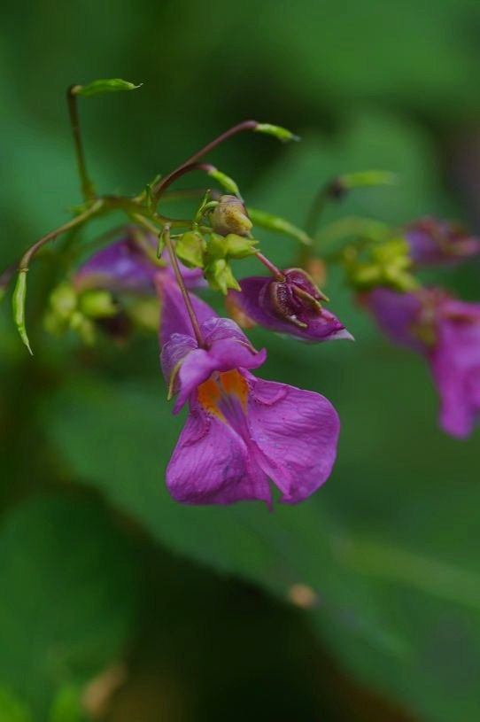 e0095142_2120786.jpg