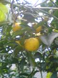 c0086046_14561698.jpg