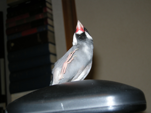 b0006449_1365086.jpg