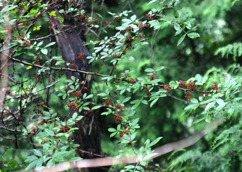 Zanthoxylum Armatum