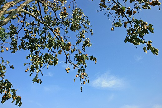 e0190885_20214515.jpg
