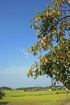 e0190885_20241315.jpg