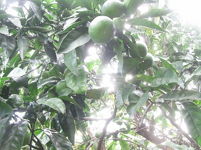 e0148989_1614381.jpg
