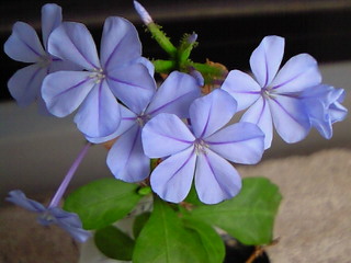 e0017290_1316729.jpg