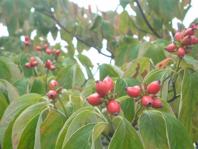 e0016828_22322466.jpg