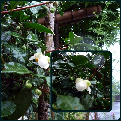 d0037233_9173019.jpg