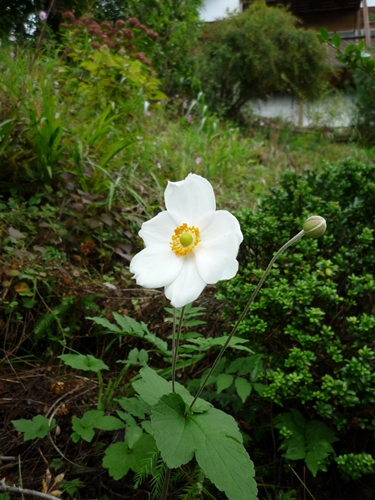 d0037233_952146.jpg