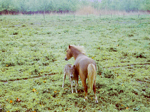 c0023443_8575144.jpg