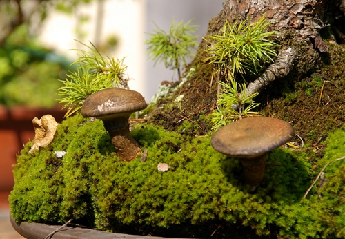 matsutake