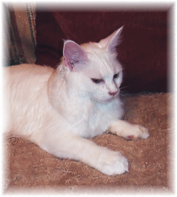 d0107353_2318585.gif