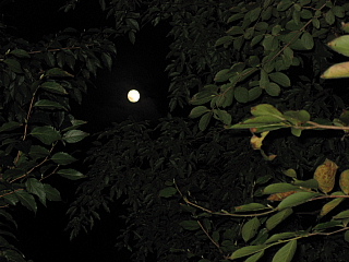 a0021558_2158211.jpg