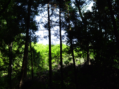 d0094868_21325655.gif