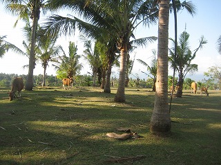 c0208773_10584072.jpg