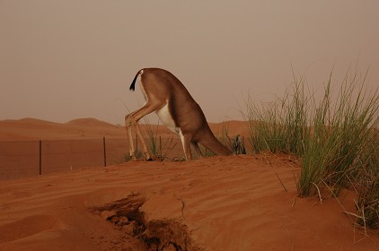 e0066474_138429.jpg