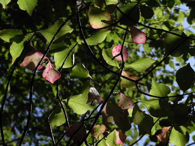 f0187402_20275879.jpg