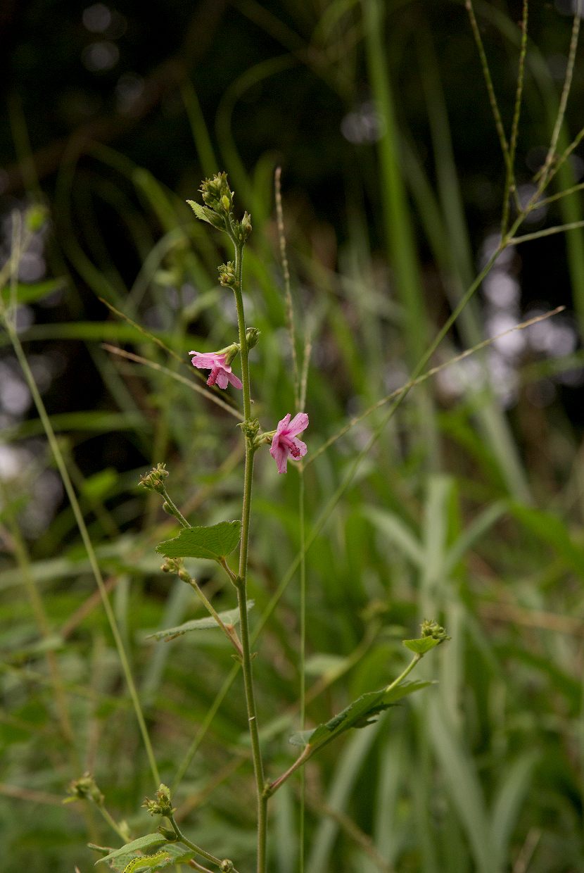 b0174905_805953.jpg