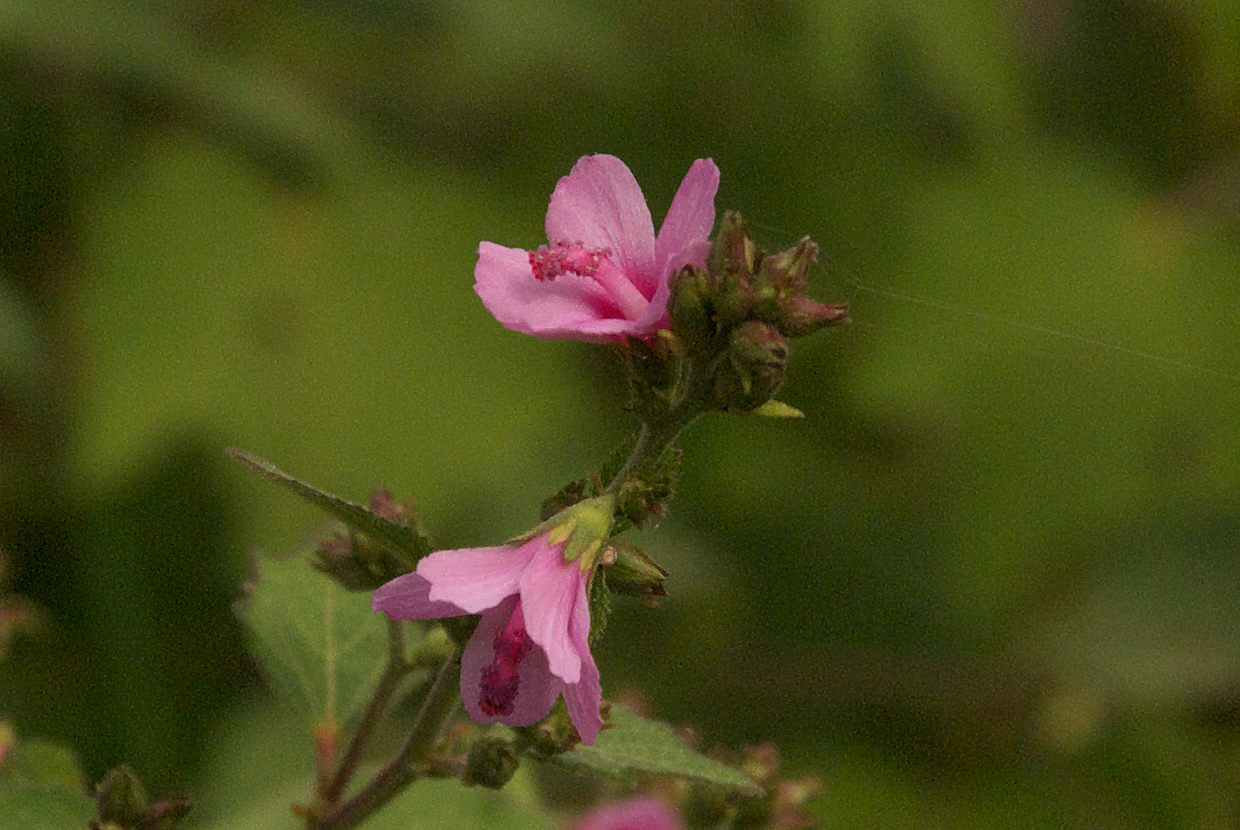b0174905_811751.jpg