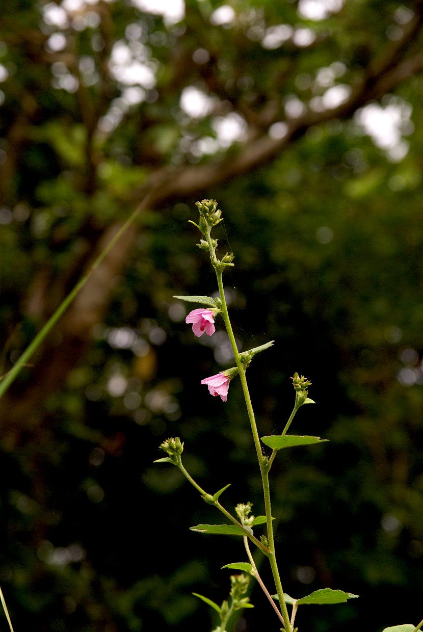 b0174905_851545.jpg