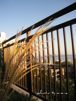 c0175715_2032264.jpg