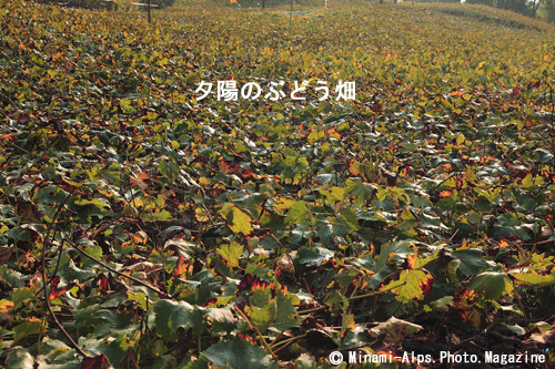 f0081726_20261654.jpg