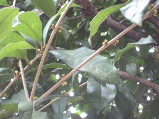 e0166032_21133838.jpg