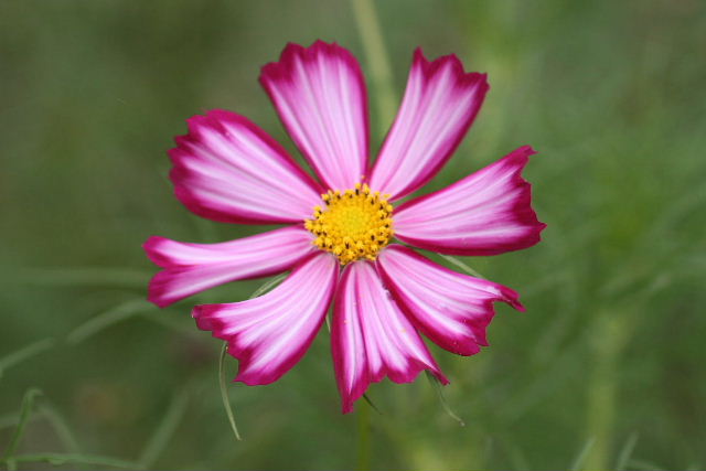 e0064133_2312787.jpg