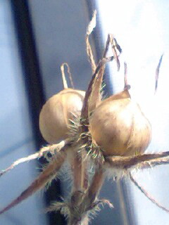 c0011446_20475890.jpg