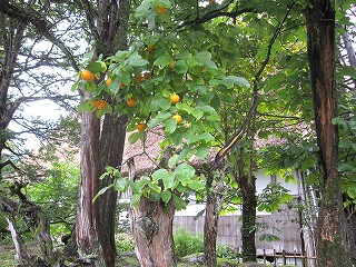 d0031853_43195.jpg