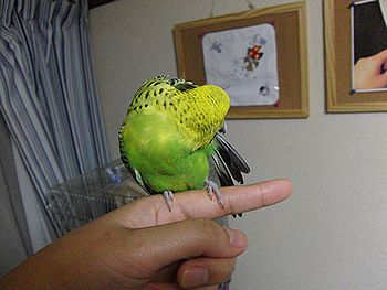 f0196665_1413241.jpg