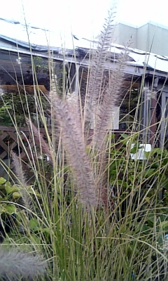f0177670_60328.jpg
