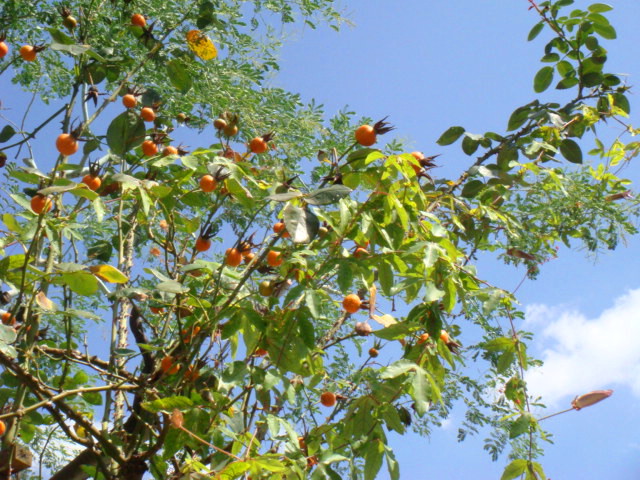 e0154682_22473171.jpg