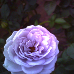 e0116383_14312991.jpg