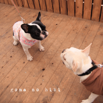 b0180085_2246207.gif