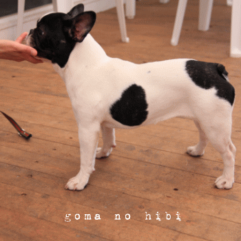 b0180085_22561832.gif
