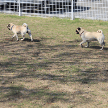 b0180085_2352173.gif