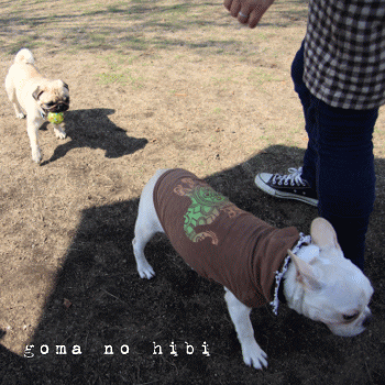 b0180085_236854.gif