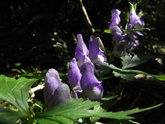 f0187402_22435735.jpg