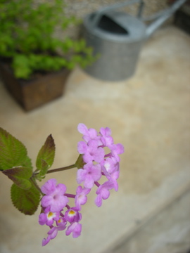 c0145209_23153512.jpg