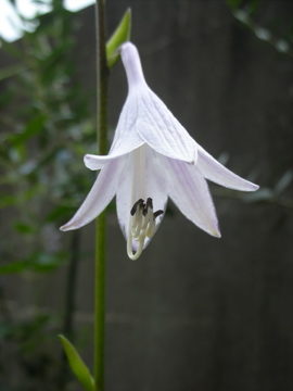 c0145209_2395132.jpg