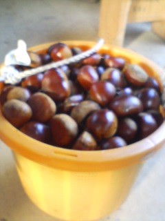 c0046316_828314.jpg
