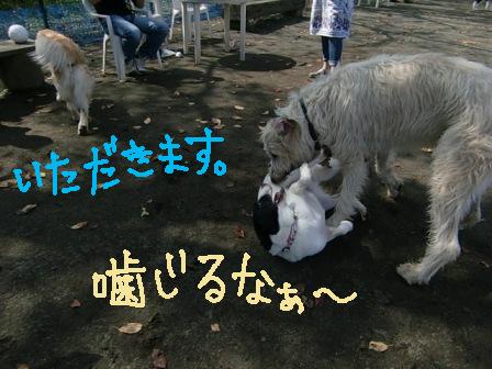 f0176830_2116040.jpg